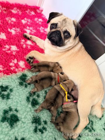 chiot carlin disponible pour adoption 