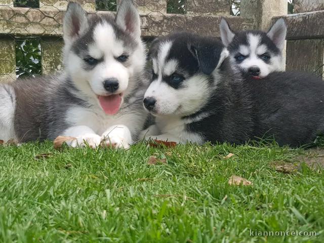 je donne chiot husky sibérien adorable 
