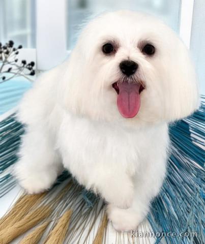 chiot bichon maltais à donner 