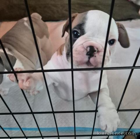 deux chiots bouledogue français 