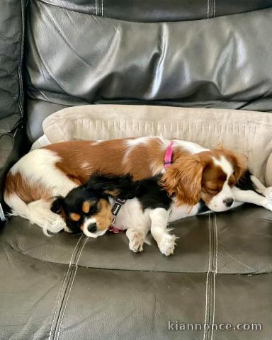 cavalier king charle mâle et femelle intéressé veuillez contacter