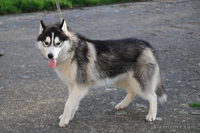 disponible chiot husky sibérien 