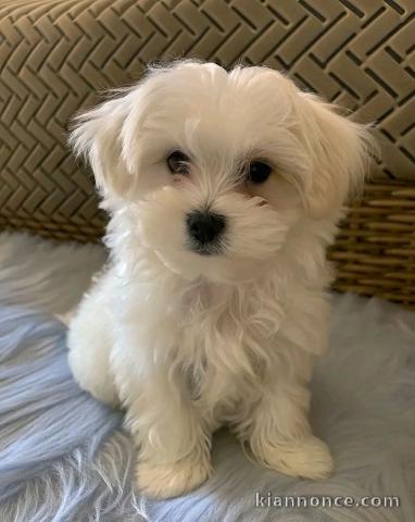 je donne chiot bichon maltais 
