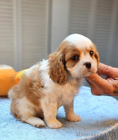 Chiots Cavalier King Charles
