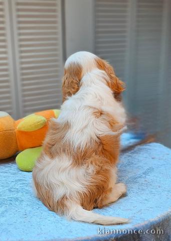 chiot cavalier king charle disponible 
