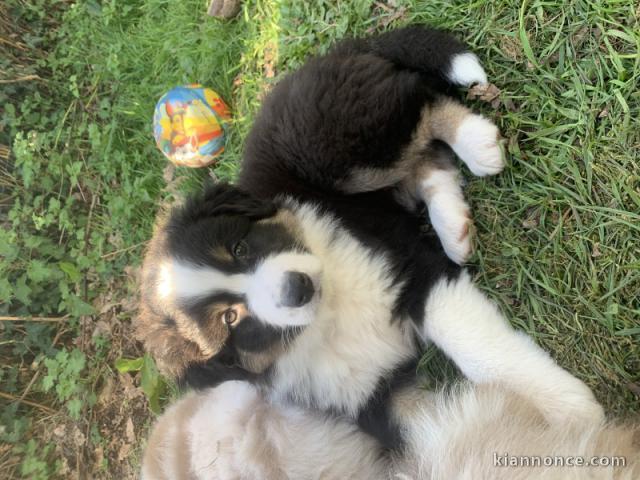 Bergers Australien cherchent famille pour la vie