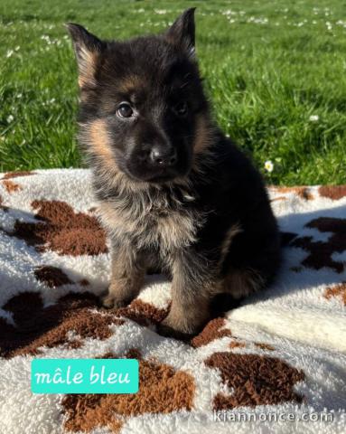 Berger Allemand cherchent famille pour la vie