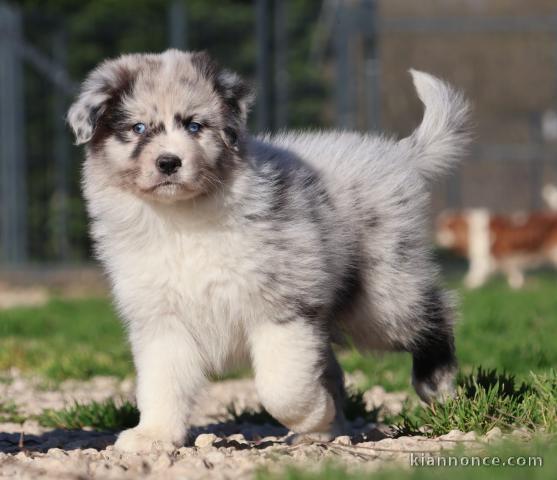 chiot berger australien disponible 