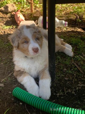 je donne chiot berger australien 