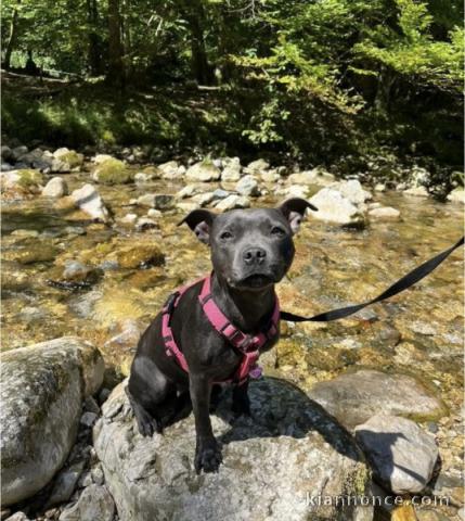 chiot staffie disponible pour adoption 