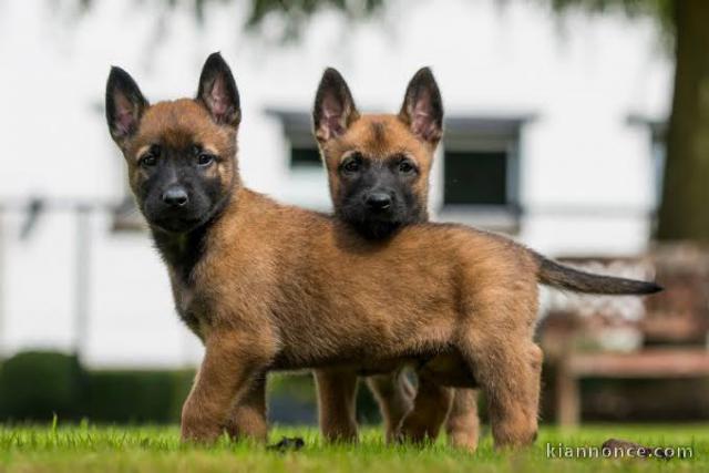 CHIOTS BERGER BELGE MALINOIS