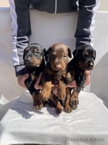Doberman – Beaux Chiots