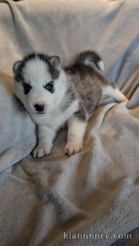 chiot husky sibérien adorable 