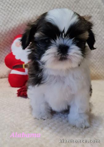 magnifique chiot Shih Tzu a donner 