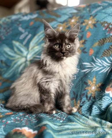 chaton maine coon disponible pour adoption 