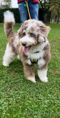 chiot cockapoo disponible pour adoption 