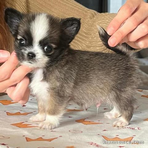 chiot chihuahua femelle a donner 