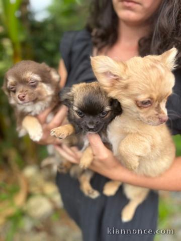 chiot chihuahua pour adoption 