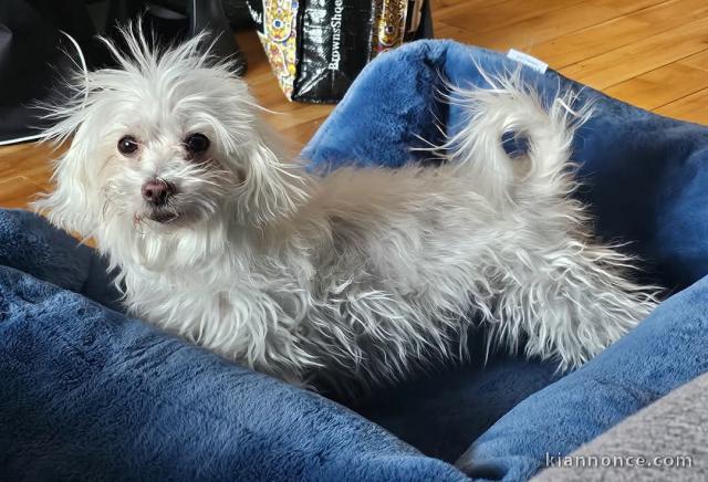 chiot bichon maltais à donner 