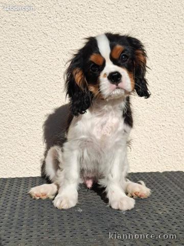 chiot cavalier king charle disponible pour adoption 