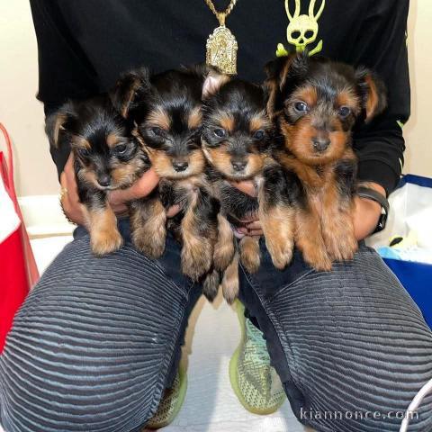 chiot Yorkshire terrier femelle et mâle 