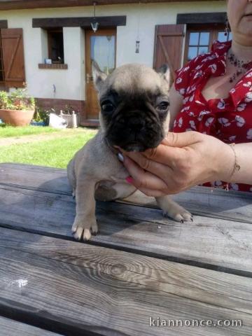 chiot bouledogue français à donner 