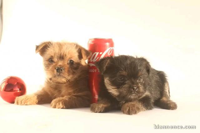 magnifique chiot pomsky a donner contre bon soin 