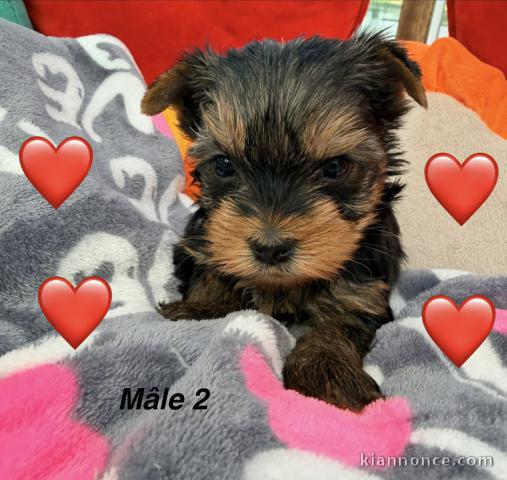 magnifique chiot Yorkshire terrier à adopter 