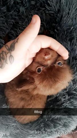 je donne chiot chihuahua femelle 