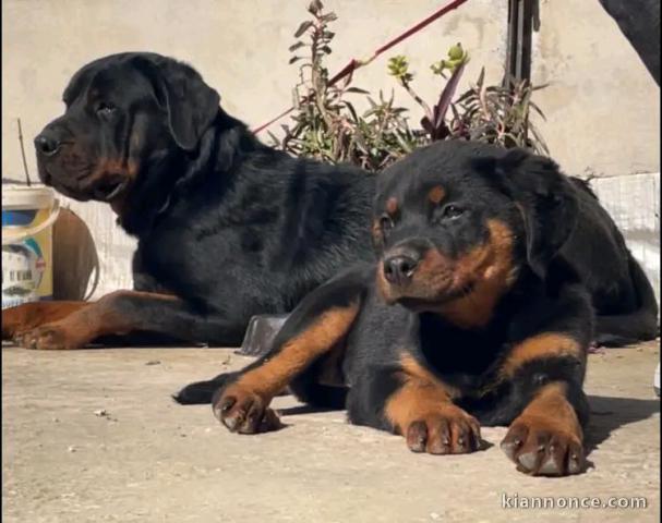 annonce des chiots rottweiler disponible 