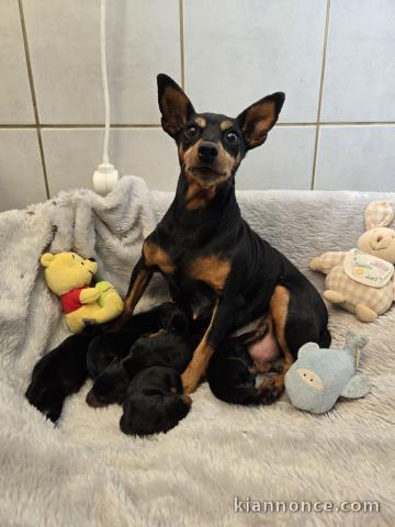 chiot pinscher nain disponible pour adoption 