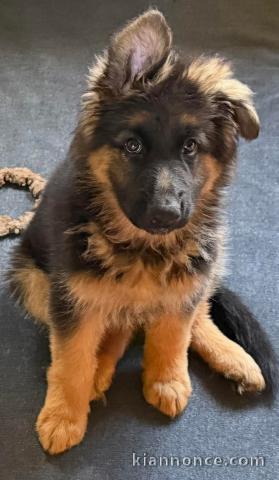 chiot berger allemand disponible à partir 
