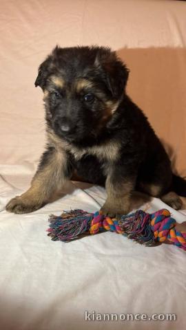chiot berger australien disponible pour adoption 
