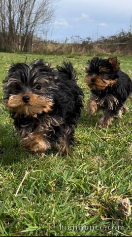 bébé chiot Yorkshire terrier 