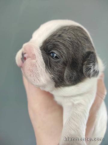 magnifique chiot bouledogue français 