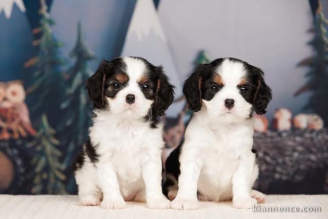 adoption chiot cavalier king charle disponible 