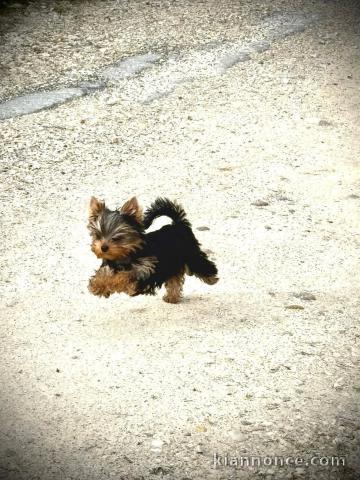 je donne chiot Yorkshire terrier femelle 