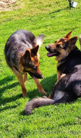 je donne chiot berger allemand disponible 