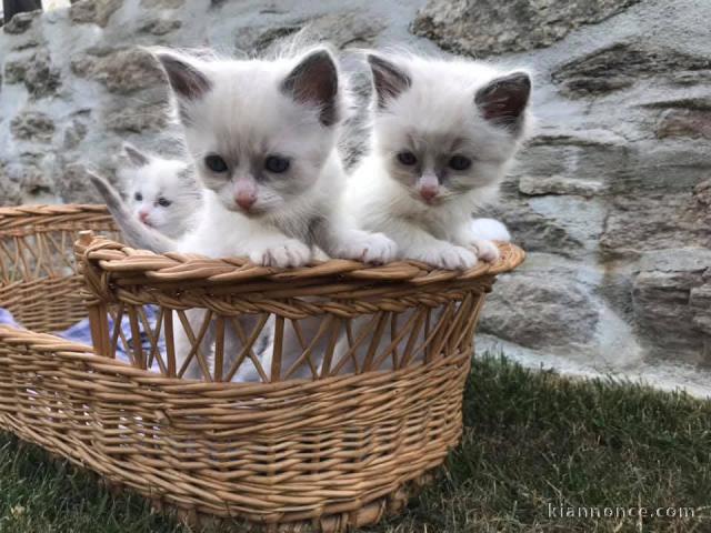 chaton ragdoll femelle et mâle disponible 