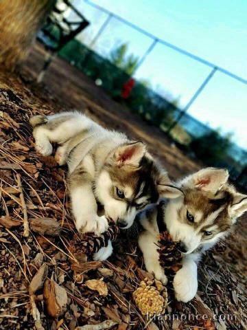 je donne chiot husky sibérien adorable 