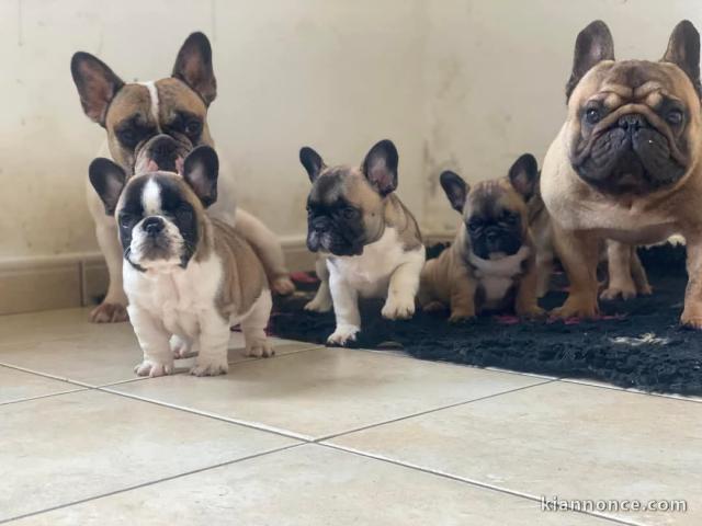 adoption chiot bouledogue français 