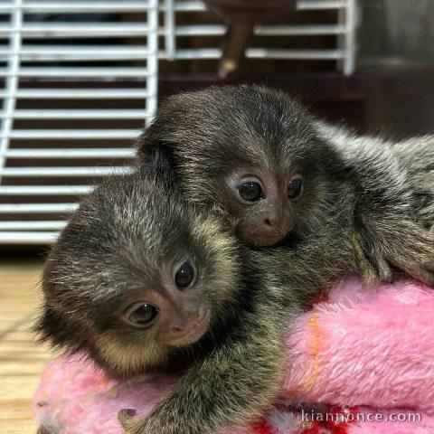 singe capucin mâle et femelle disponible 