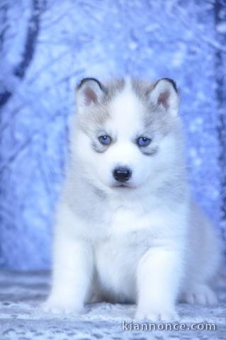 chiot husky sibérien à adopter 