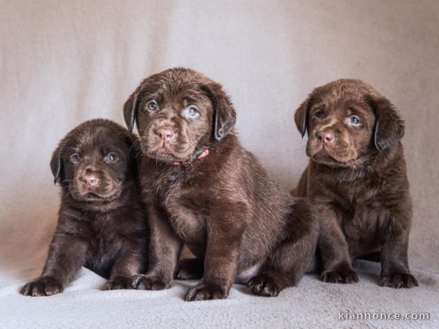chiot labrador retriever disponible 