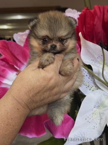 adorable chiot spitz nain à donner 