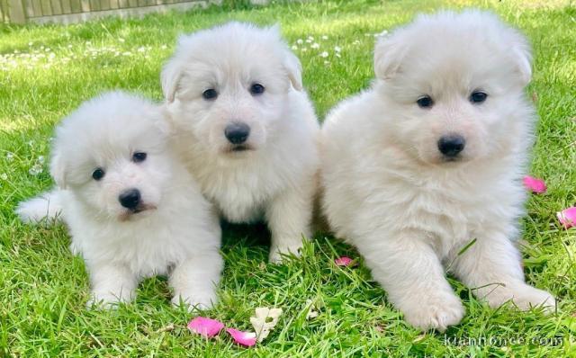 chiot berger blanc suisse adoption 