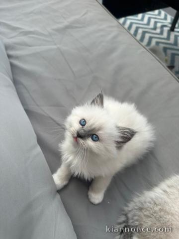 je donne mon chaton ragdoll femelle 