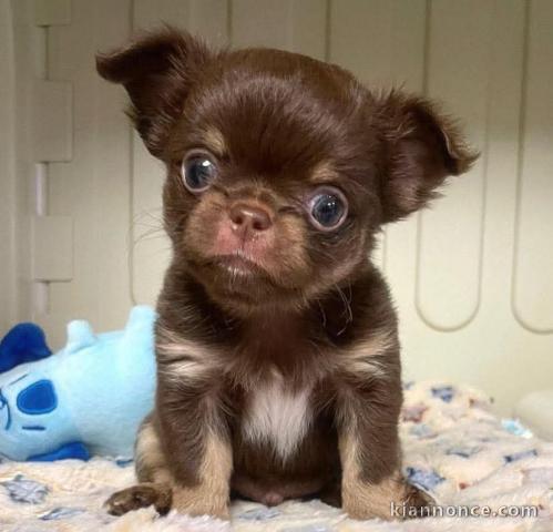 chiot chihuahua femelle a donner 