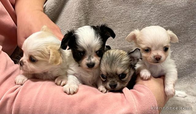 Dons chiot chihuahua disponible pour compagnie 
