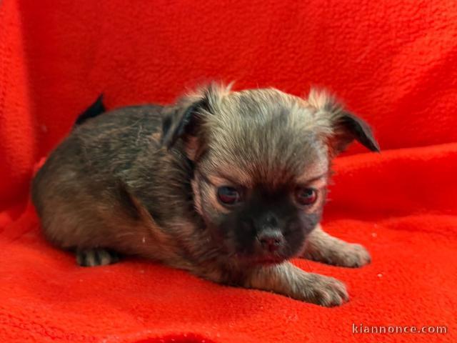 Chiot chihuahua femelle a donner 